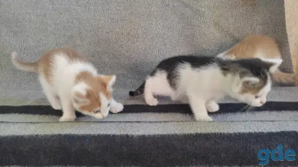 Котята, фотография 1