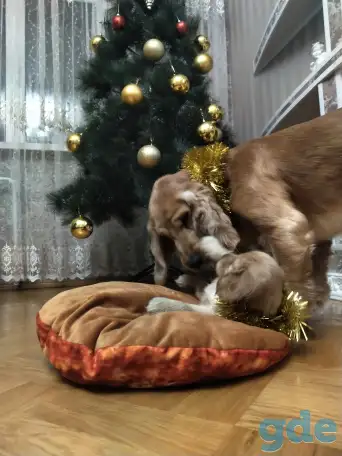 Щенки английского кокер спаниеля, фотография 3