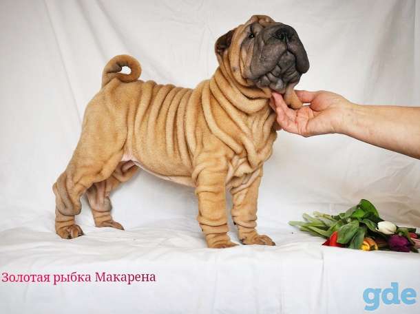 Щенки шарпея от Чемпиона Мира, фотография 1
