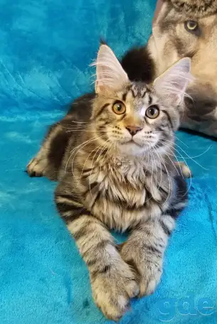 Котят Мейн Кун, фотография 5
