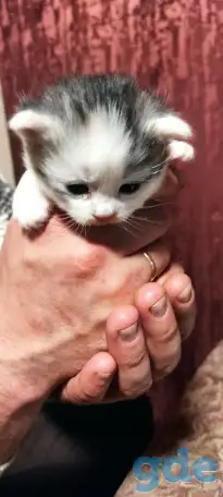 Маленькие кошечки, фотография 2