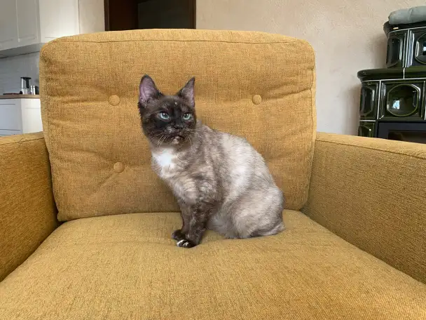 Очень красивая кошечка Тая в дар, фотография 9