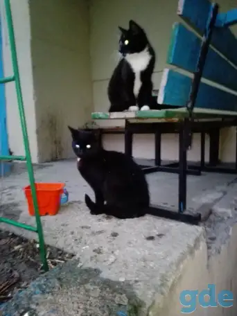 Берите готового котика для домашней жизни в Минске, фотография 5