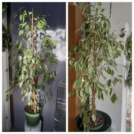 Комнатные растения лот СРОЧНО, фотография 1