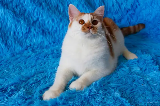 Красивый Котя с янтарными глазками ищет семью!, фотография 4