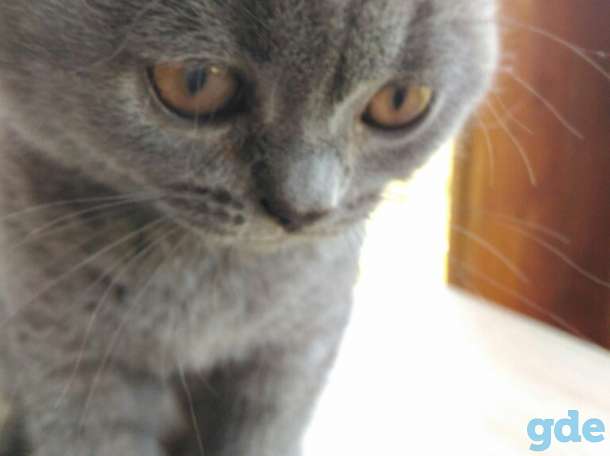 Британские котята, фотография 2