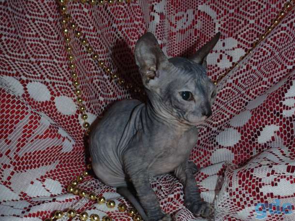 Котята донского сфинкса, фотография 3