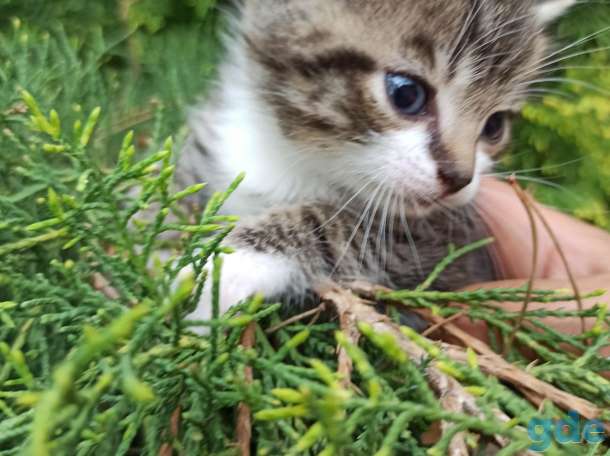 Котята ищут дом и любящих хозяев, фотография 1