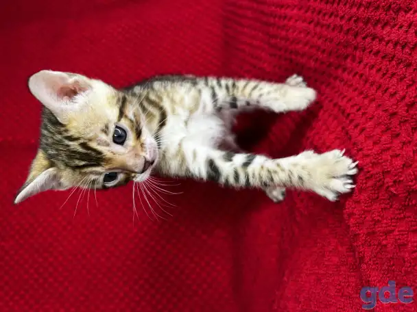 Бенгальские котята, фотография 10