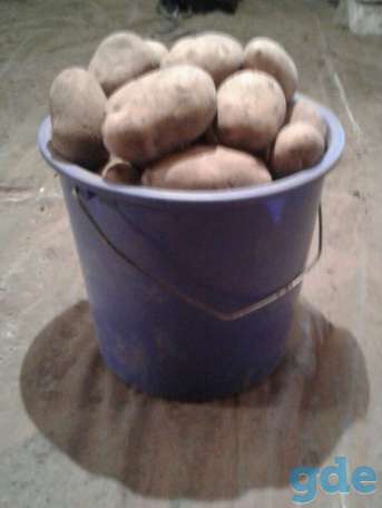 Продам картофель, фотография 1