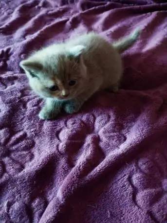 Шотландские котята. Скоттиш-страйт, фотография 5