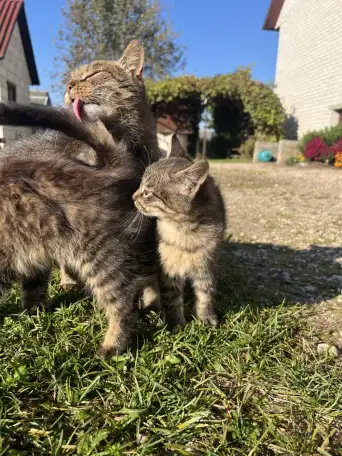 Котята в добрые руки, фотография 7