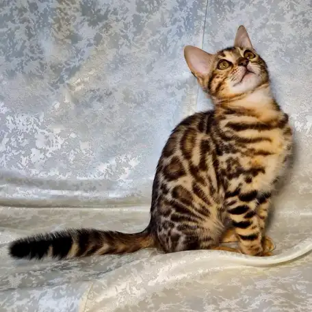 Бенгальские котята, фотография 2