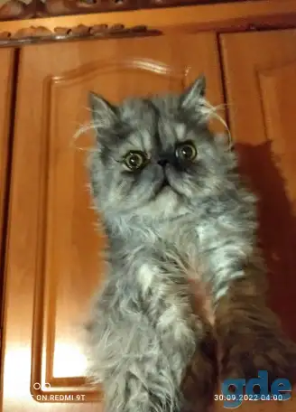 Персидский мальчик Зайчик. Персы. Котята., фотография 8