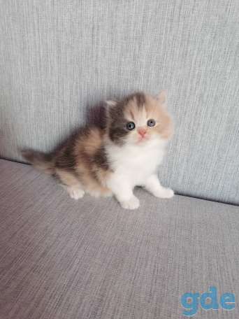 Персидские котята, фотография 1