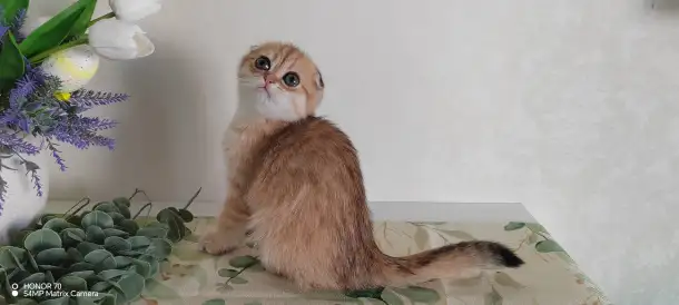 Шотландские котята, фотография 3