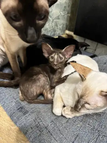 Ориентальные котята, фотография 3