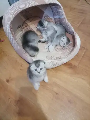 Шотландские котята, фотография 1