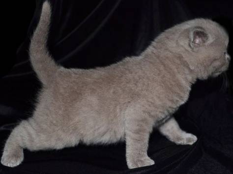 Британские чистокрновные котята!!!, фотография 1