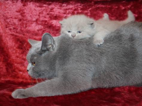 Британские чистокрновные котята!!!, фотография 6