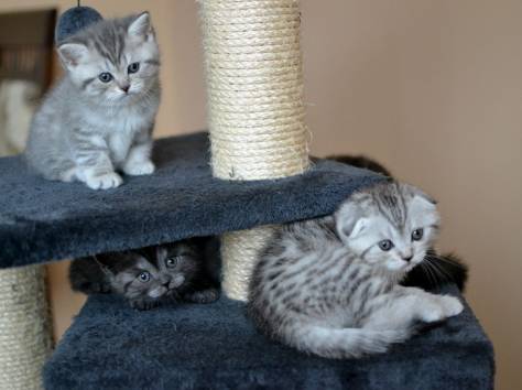 Шотландские котята, фотография 1