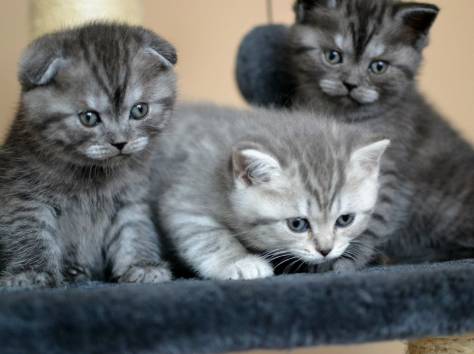 Шотландские котята, фотография 2