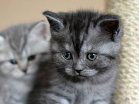Шотландские котята, фотография 3
