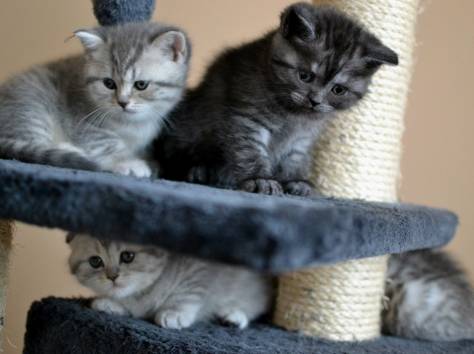 Шотландские котята, фотография 4