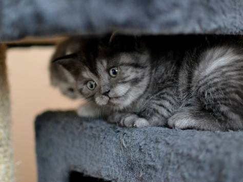 Шотландские котята, фотография 5