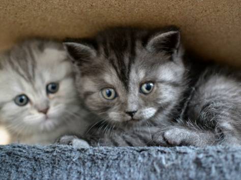 Шотландские котята, фотография 6