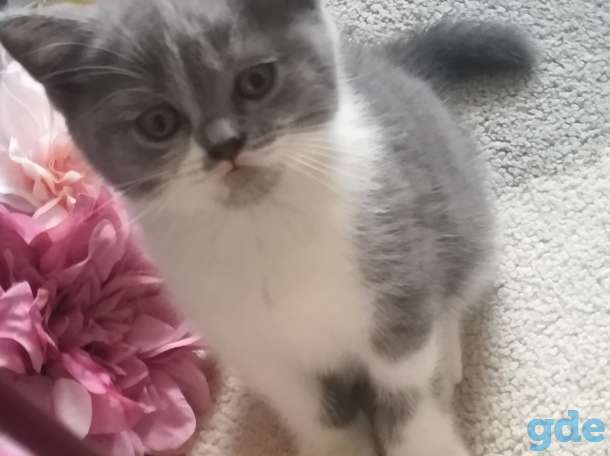 Котятки, фотография 2