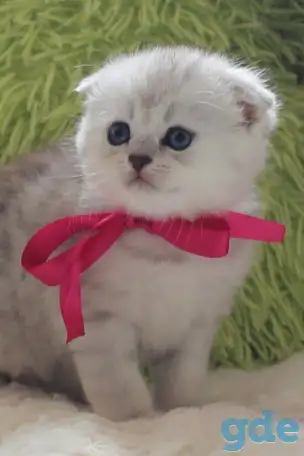 Шотландский котенок, фотография 2