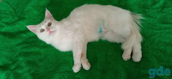 Котенок ищет дом, фотография 1