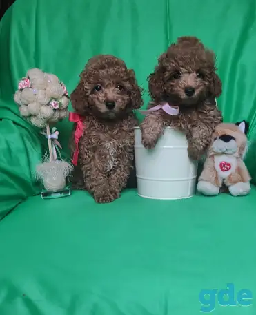 Продаю породистых щенков ПУДЕЛЯ, фотография 2