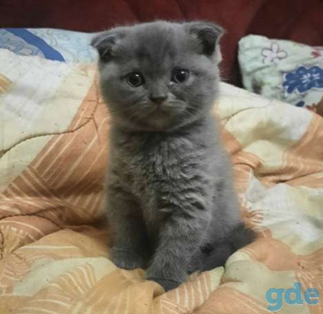 Британские кошечки, фотография 3