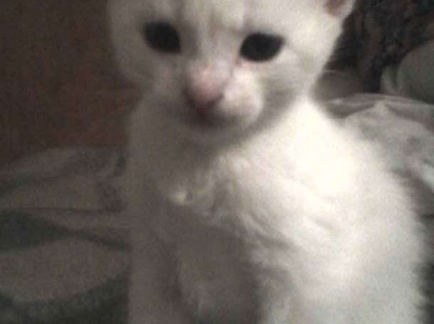 Белые котята от породистой кошки, фотография 2