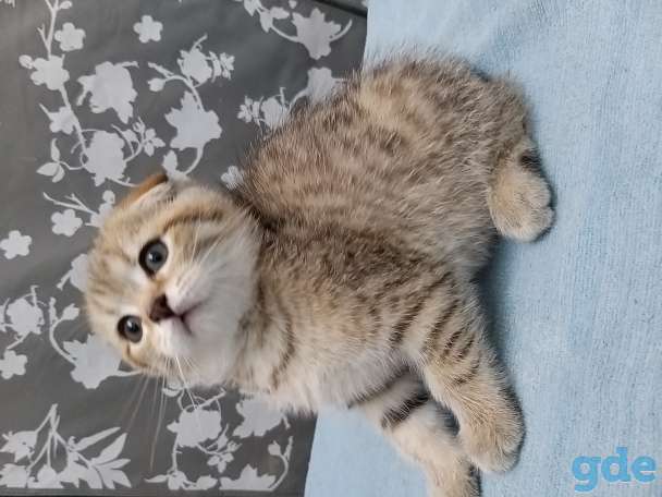 Продам шотландских вислоухих котят, фотография 8