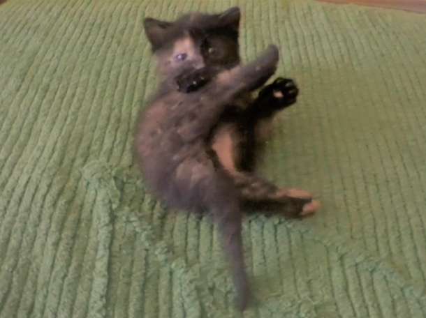 Котята красивые, фотография 2