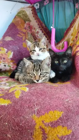 Котята в хорошие руки, фотография 1