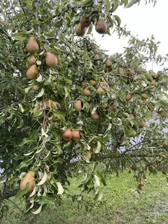 Продажа дома, дачи, фотография 11