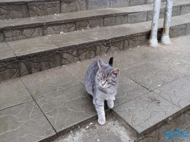 НАЙДЕН КОТИК, фотография 1