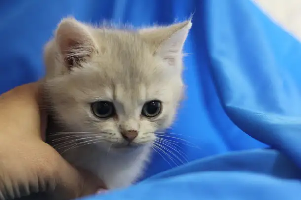 Шотландские котята, фотография 3