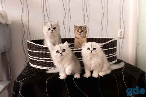 Шотландские котята, фотография 1