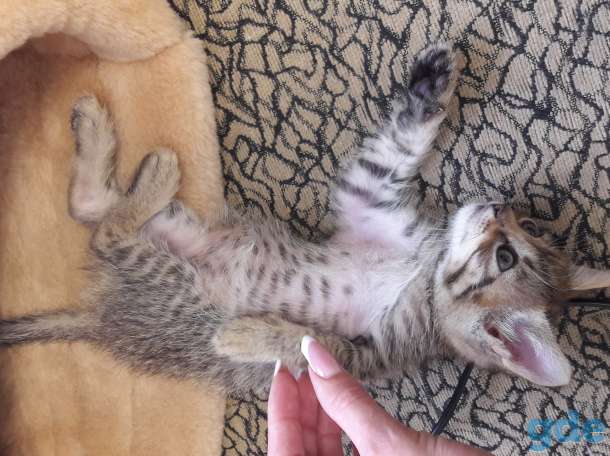 Котенок просит найти ему семью, фотография 2