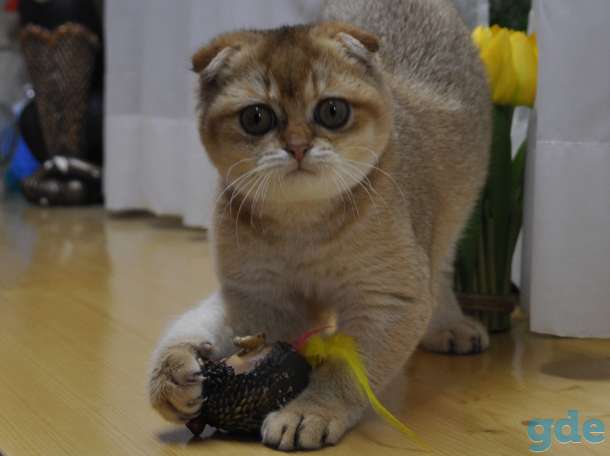 Шотландские котята, фотография 3
