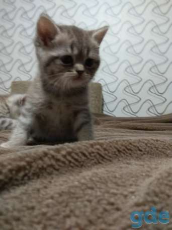Шотландские котята, фотография 1