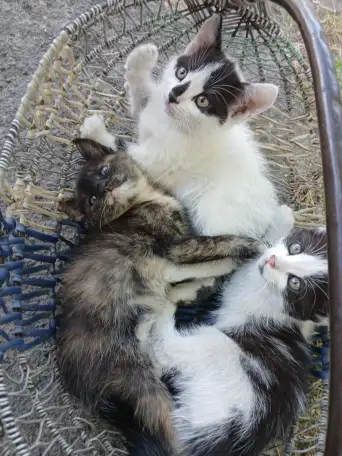 Котята в добрые руки, фотография 1