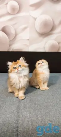 Шотландский мальчик, фотография 5
