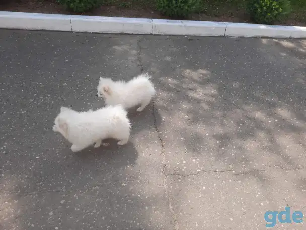 Шпиц девочки, фотография 3