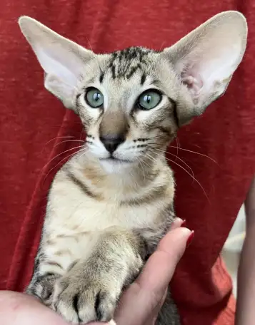 Ориентальные котята, фотография 1